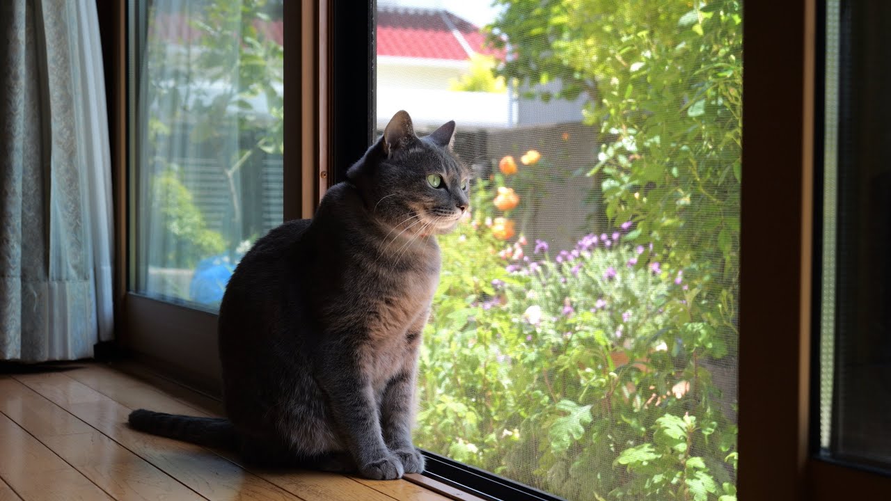 ばーばの事が大好きな甘えん坊猫「はなちゃん」の幸せな一日