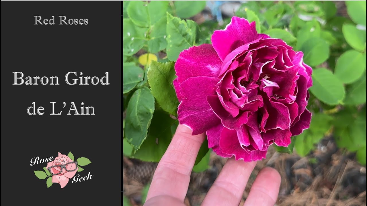 🌹Baron Girod de L'Ain/ Hybrid Perpetual/ Zone 8 a MD/ It's gotta go!
