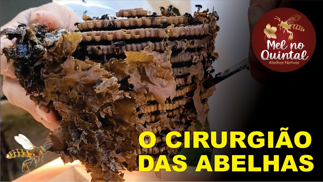 Uma FÁBRICA DE SAÚDE, abelha Tubuna!