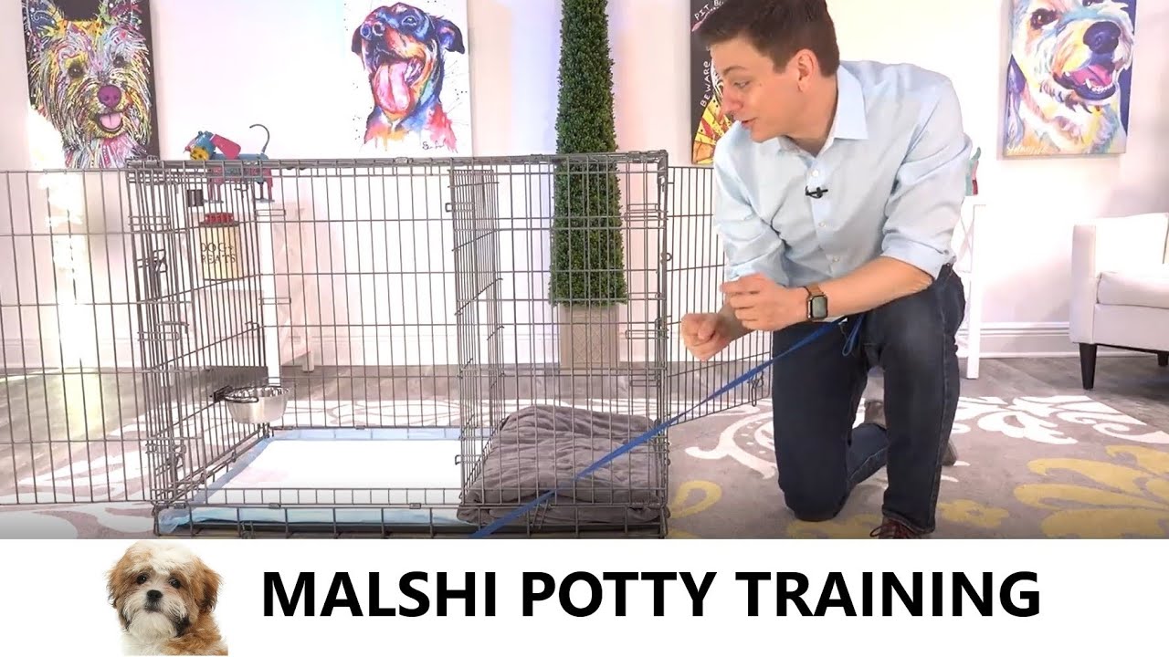 Malshi Potty Training from World-Famous Dog Trainer Zak George - How to Potty Train a Malt-Tzu Puppy