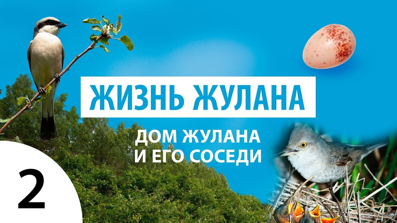 ЖИЗНЬ ЖУЛАНА: Дом жулана и его соседи