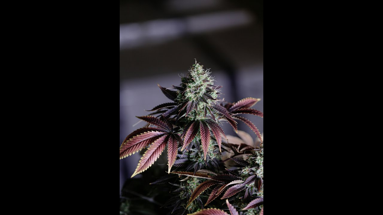 Scientists Unlock Cannabis Genetic Code