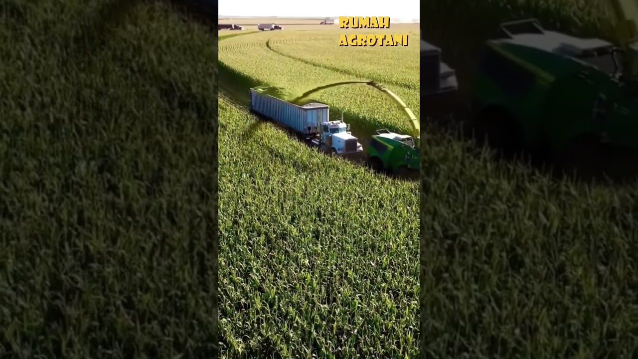 Begini Teknologi Panen Jagung Modern di Amerika