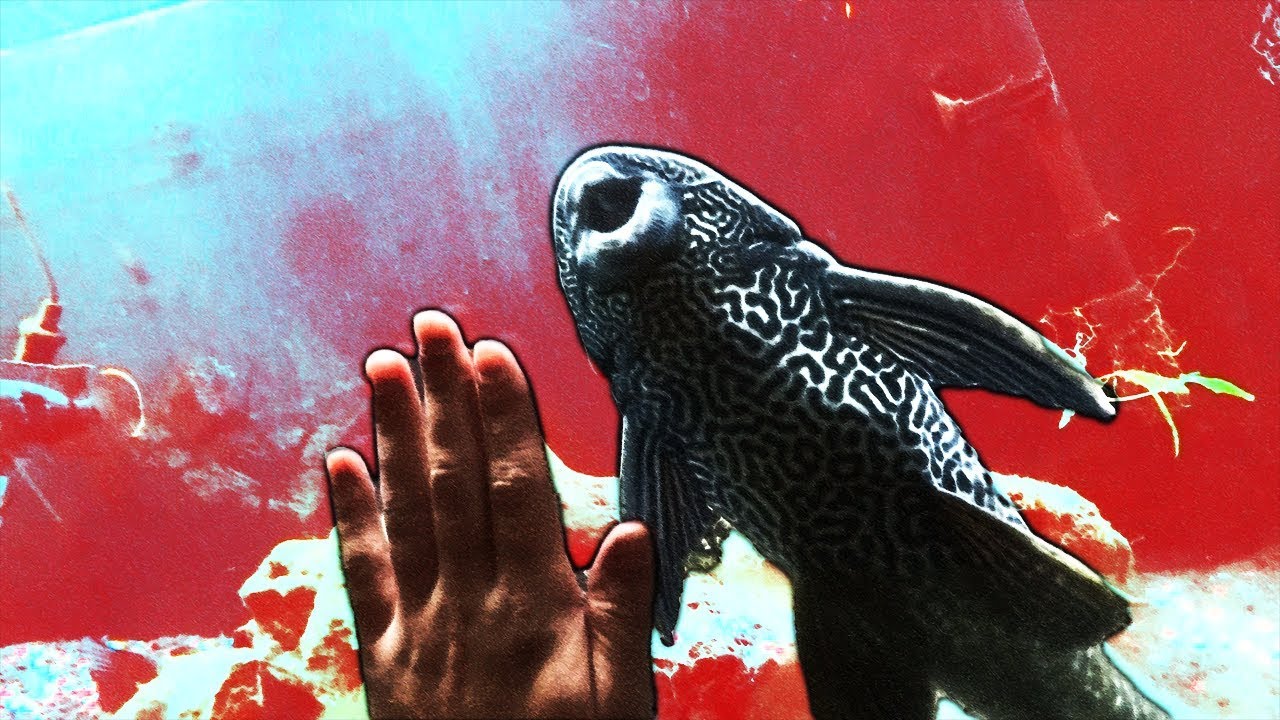 Will it fit in my fish tank? I got a giant PLECO!