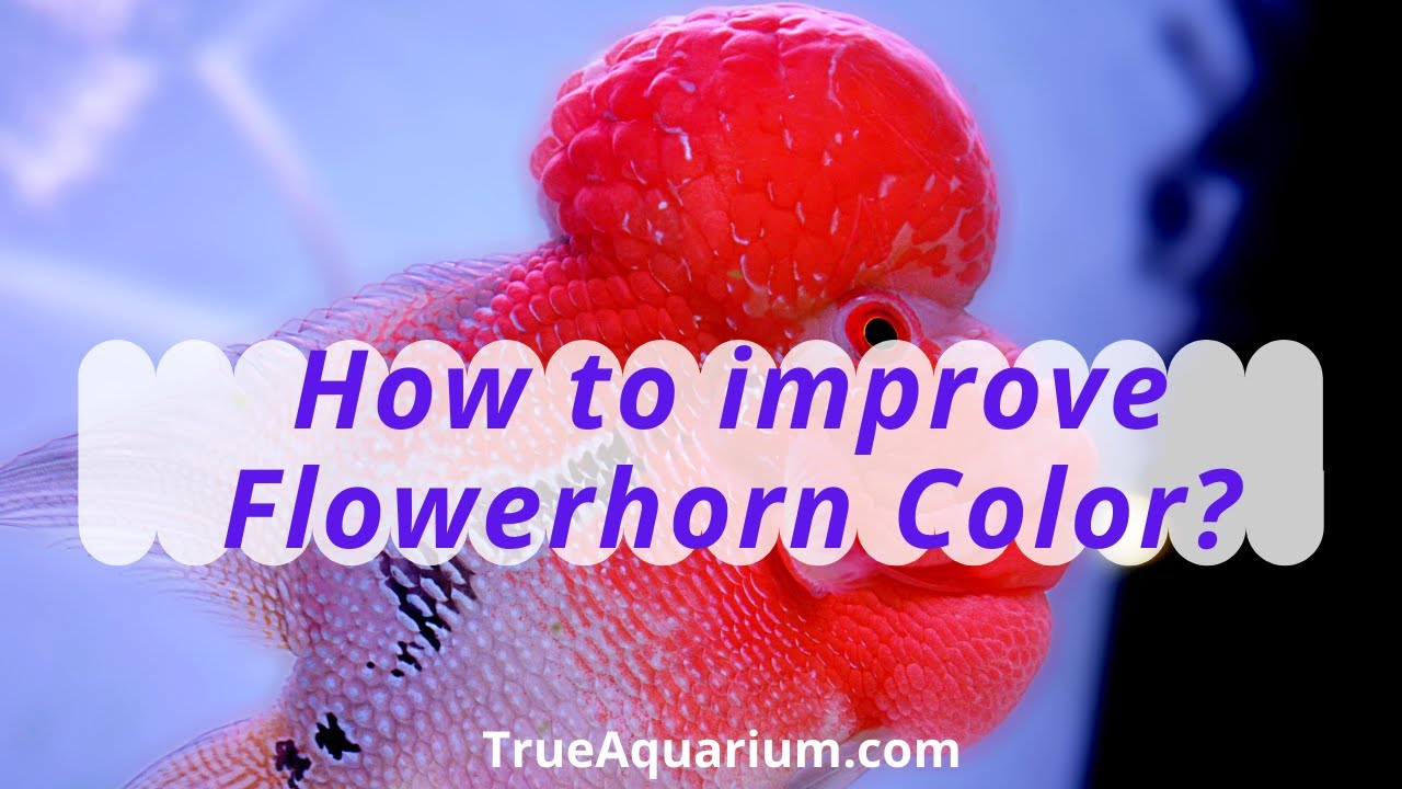 How to improve Flowerhorn Color?  - Do Flowerhorn change color