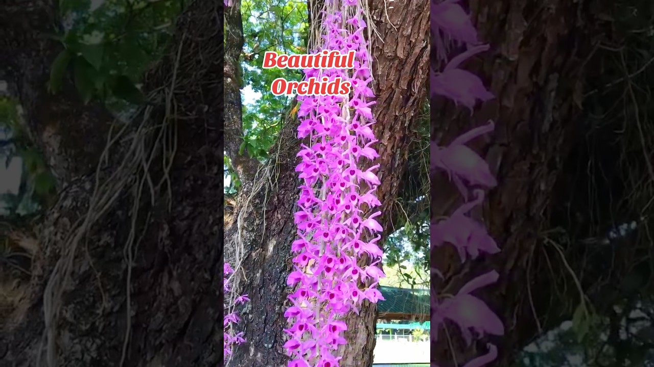 BEAUTIFUL ORCHIDS  