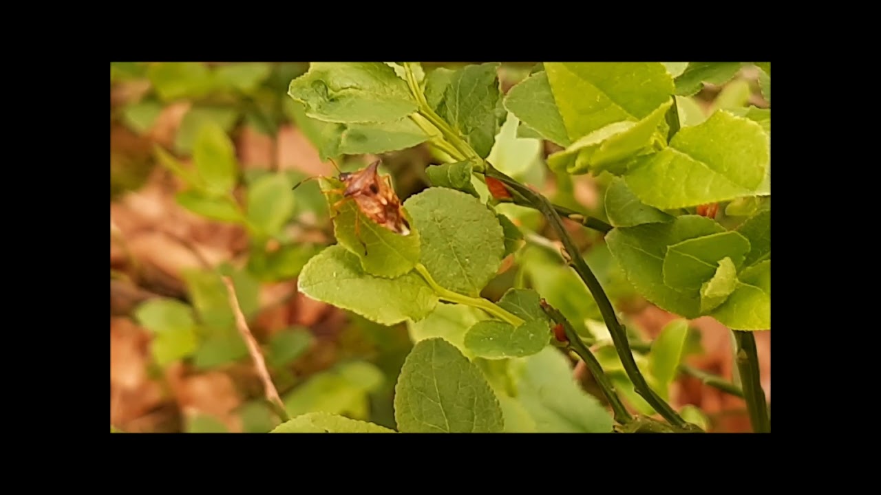 De eerste Bosbeskielwants / Elasmucha ferrugata in Soest!