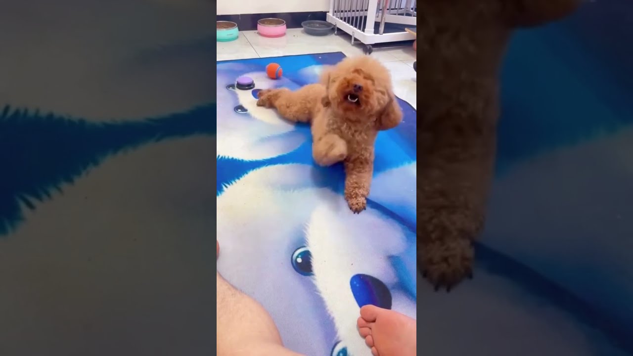 Too Funny! This Poodle&rsquo;s Goofy Antics Will Make Your Day #funanypoodle #cutedogvideo