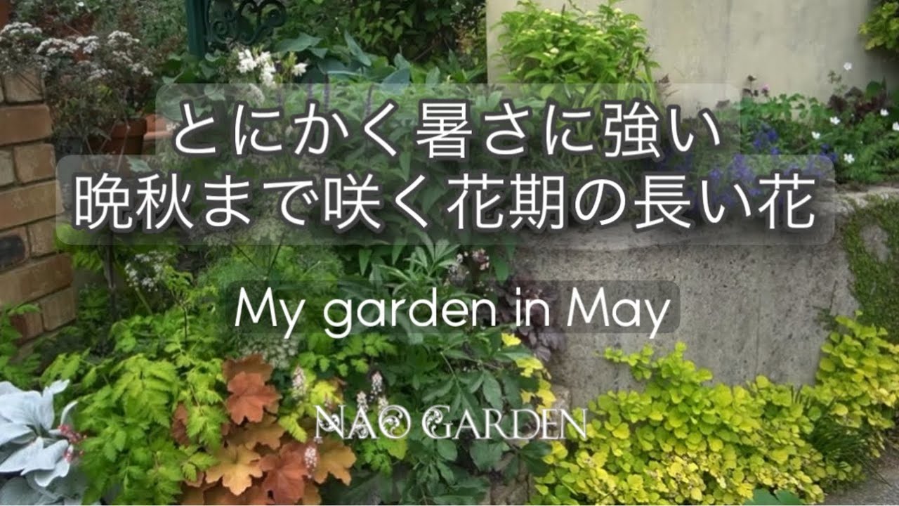 【ガーデニングVlog】暑さに強い！ローメンテ！超オススメ晩秋まで咲く花期の長い花🌼13選｜４月終わり〜５月初旬〜私の庭｜Heat-tolerant flowers