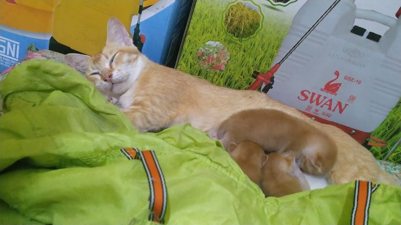 The cute kittens are already 8 days old🐱 (anak kucing udah 8 hari)#cat #cute #funny#fyp #videoviral 