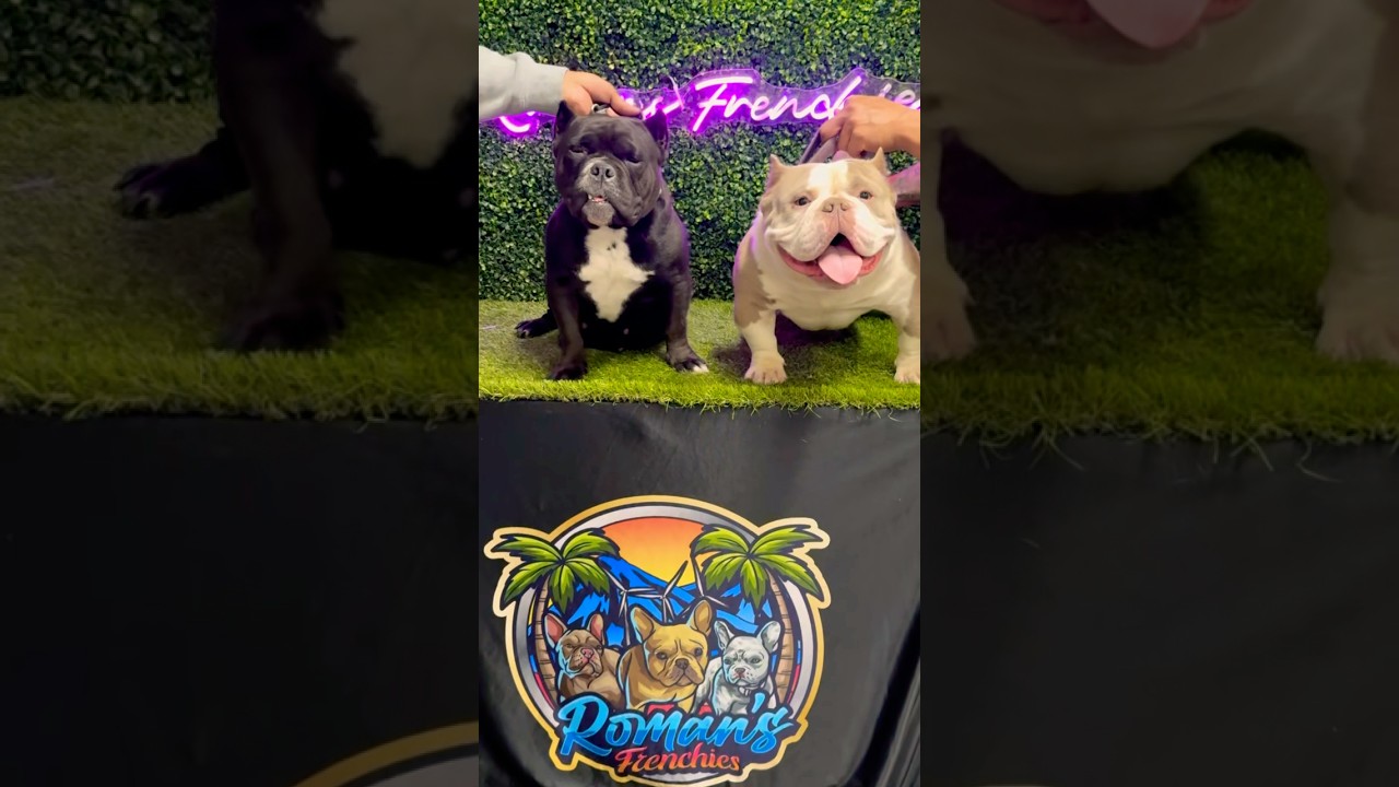Breeding just went down BigPoochKennels #exotic #exoticbully #bullybreed #bully #bulldog #breeding