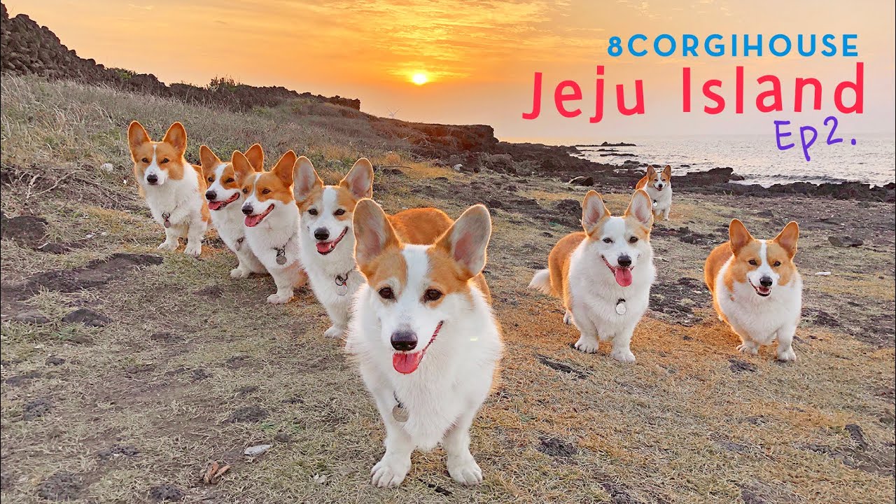 제주도를 접수하고 해변에서 오토캠핑까지 즐기는 8코기들 [제주 EP2] l 8Corgis Conquest of Jeju, N beach auto camping. [Jeju EP2]