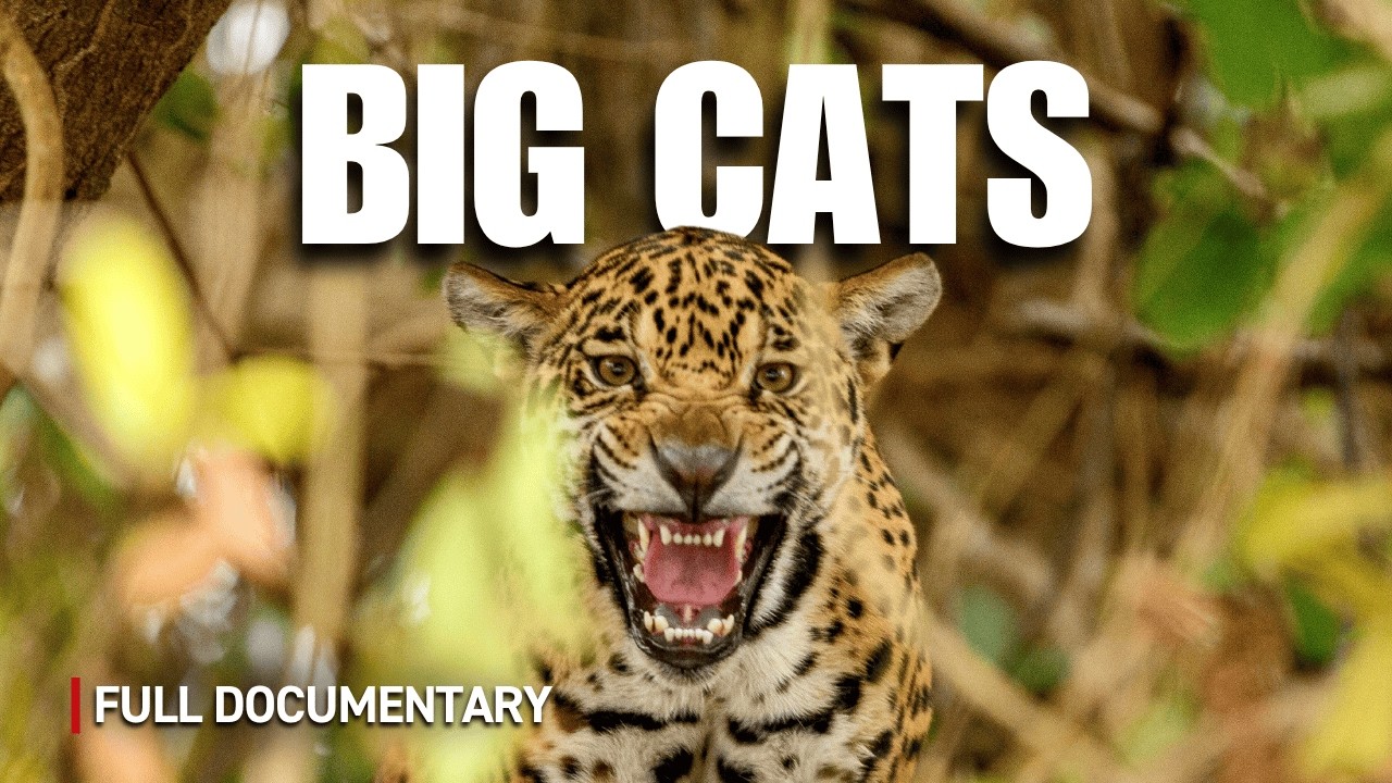Big Cats: Nature&rsquo;s Most Powerful & Deadly Predators | Full Nature Documentary