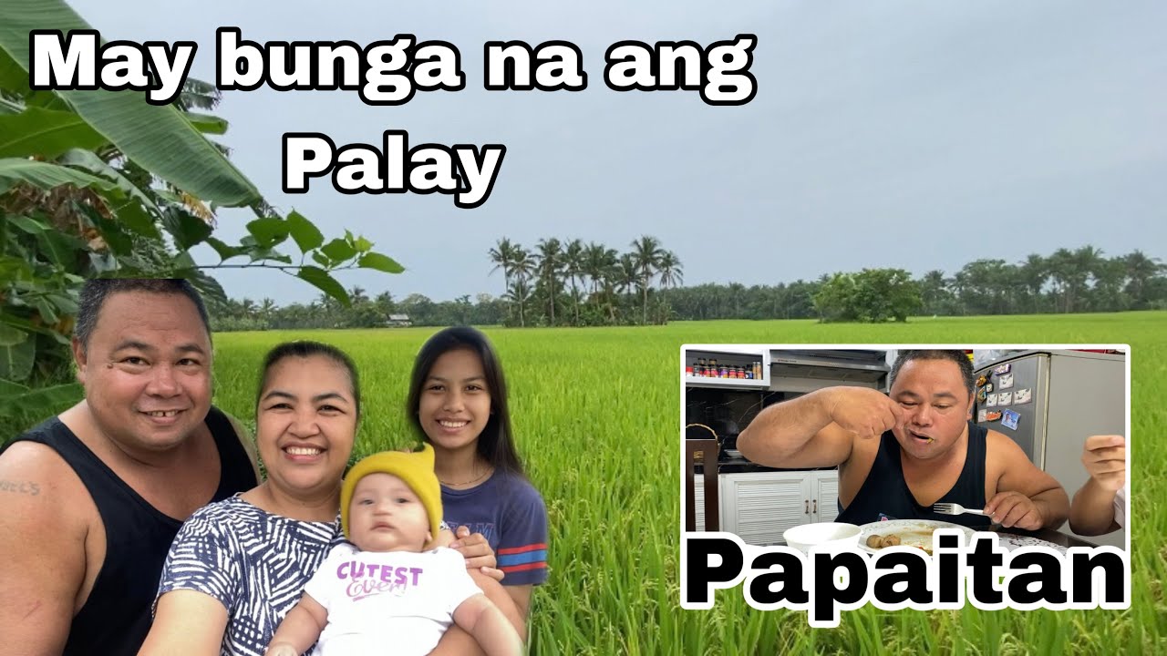 Papaitan laman loob ng Kalabaw + Pasilip sa aming Palayan vlog674