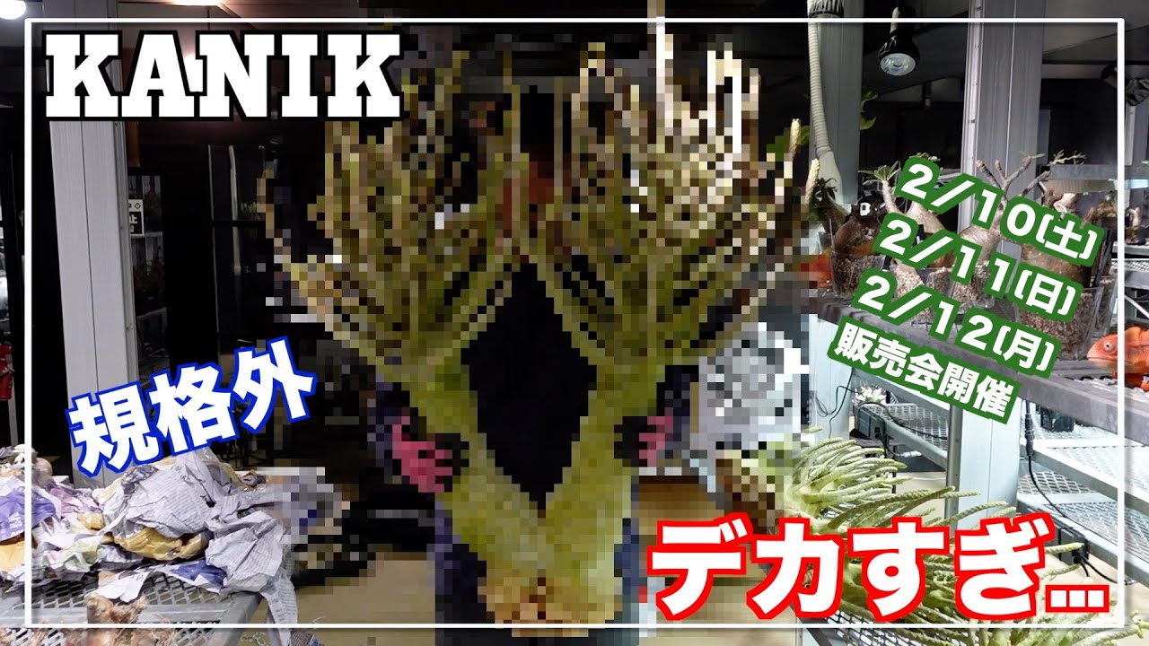 KANIKで販売予定の株が規格外サイズでした｜ドルステニアギガス｜グラキリス｜dorstenia gigas｜pachypodium｜gracilius