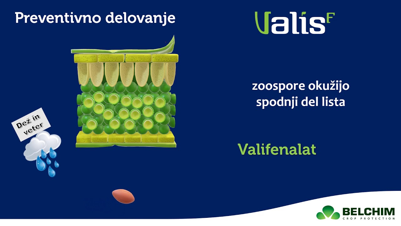 Peronospora vinske trte Belchim 2021