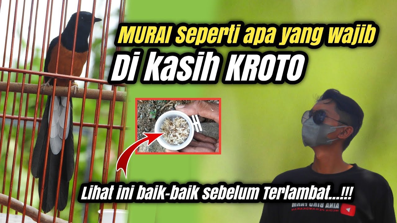 INILAH CIRI BURUNG MURAI BATU YANG COCOK DI BERIKAN KROTO‼️