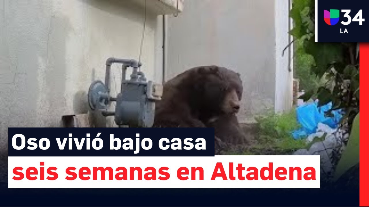 Oso vive bajo una casa durante 6 semanas: así lo sacaron en 20 minutos