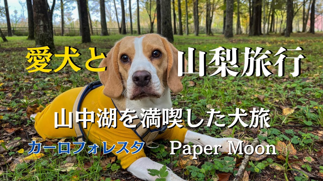 【犬連れ山梨旅行】山中湖で美味しい料理と自然を大満喫！ Paper Moon/カーロフォレスタ/ドッグリゾートWoof