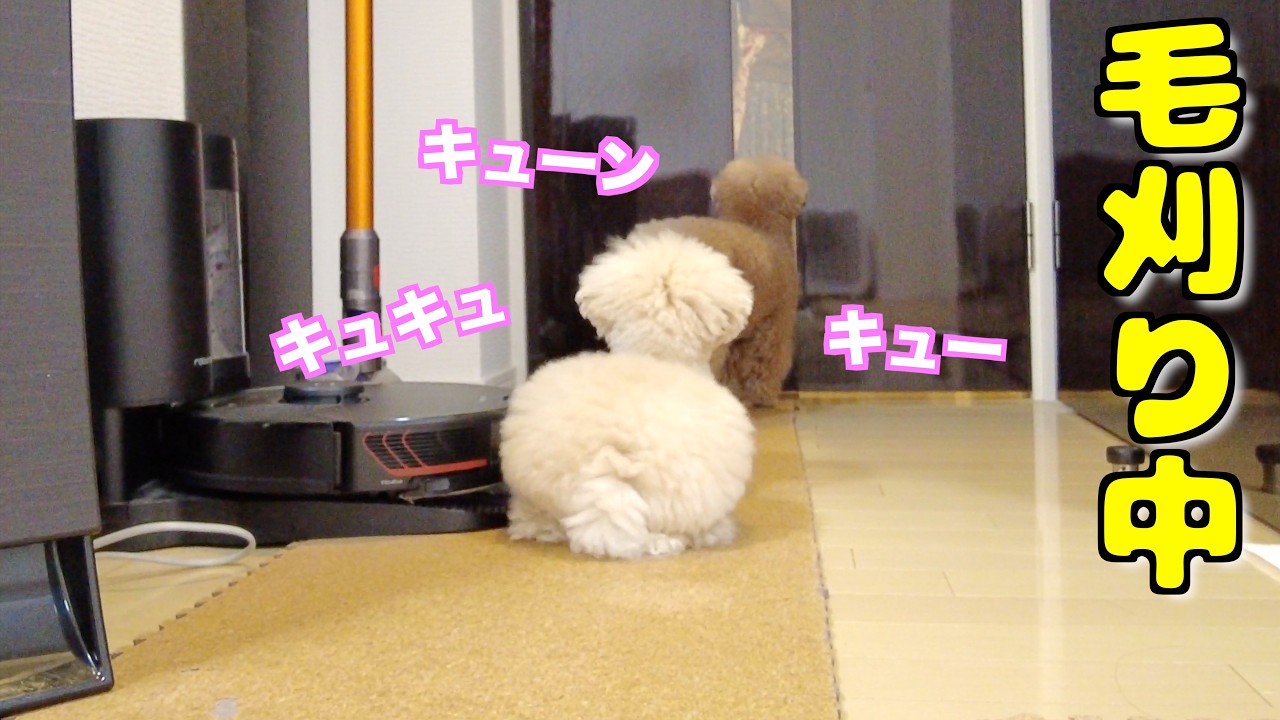 パパが自宅でバッサリ髪を切ったら愛犬の反応が...笑