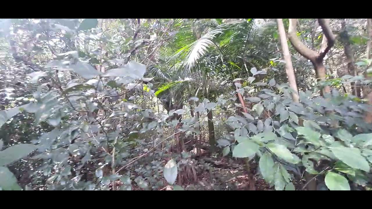 AVENTURA EXPLORAÇÃO MATA CILIAR  NASCENTE ROLÂNDIA