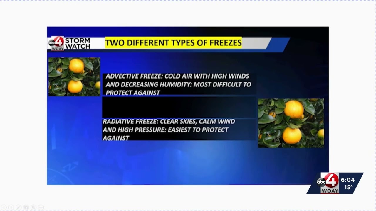 Cold Outbreak Impact on Florida Citrus Crop