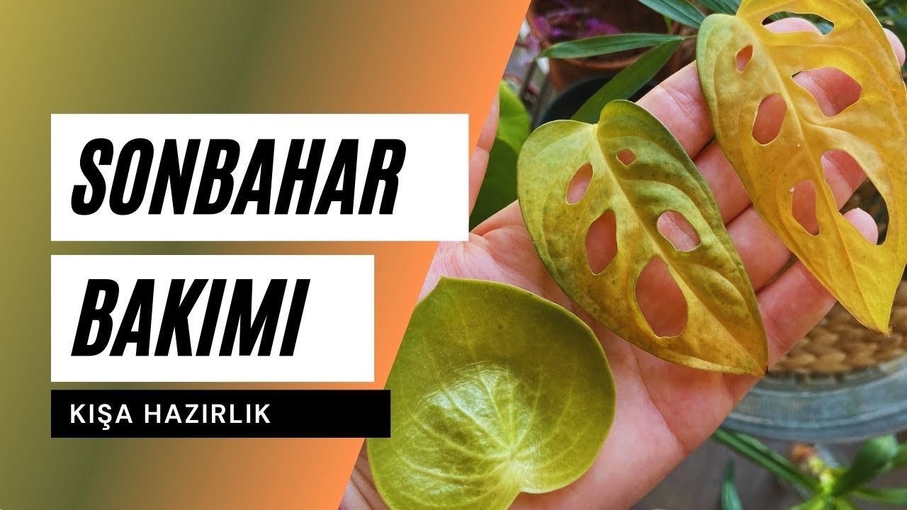 Bitkilerde Sonbahar ve Kışa Hazırlık 🍁 Ev Yeşili ile Bitki Bakımı