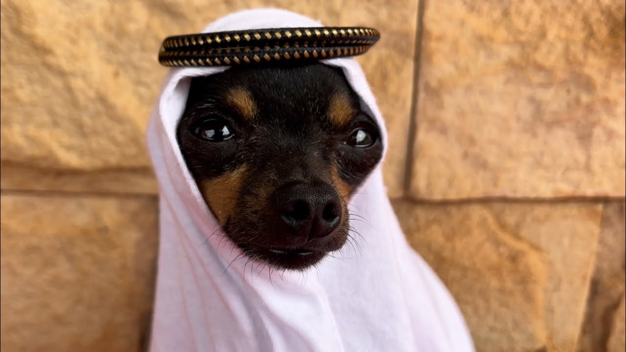 TIRINGA FICA BRABO PQ QUER IR PARA A COPA DO MUNDO DO CATAR TOCER PARA O BRASIL | PINSCHER FILHOTES