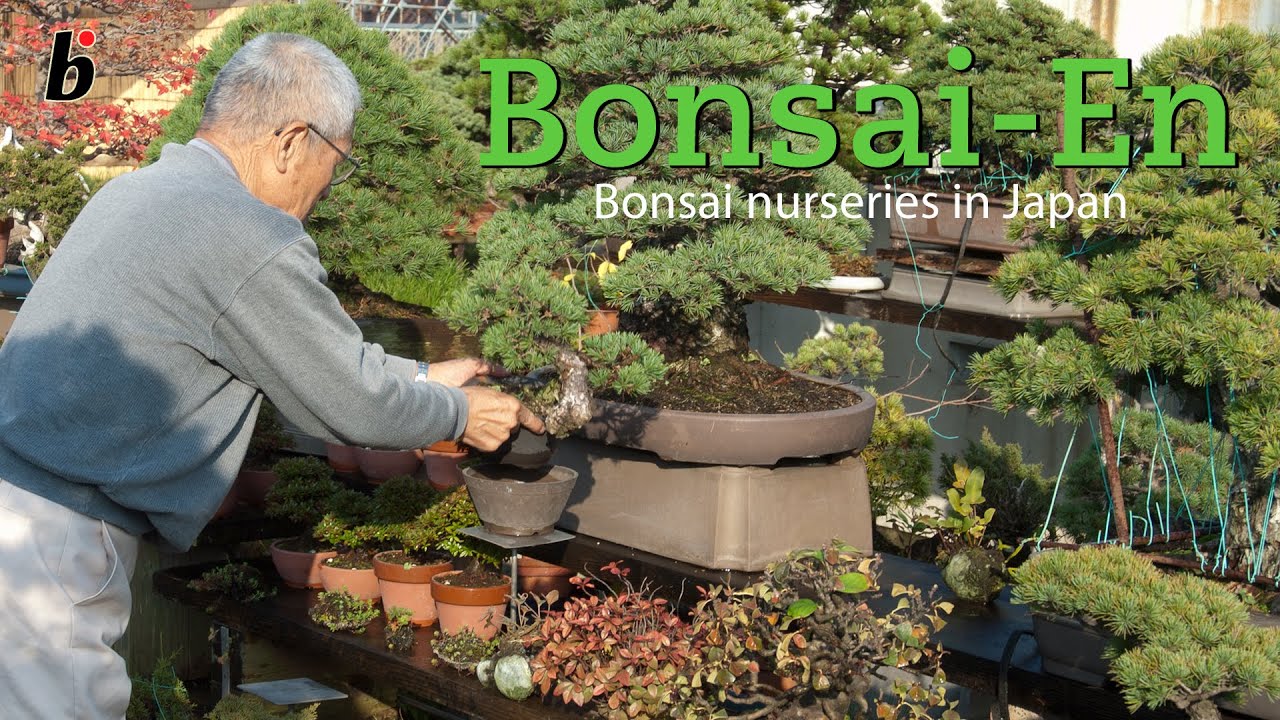 Japanese bonsai nursery