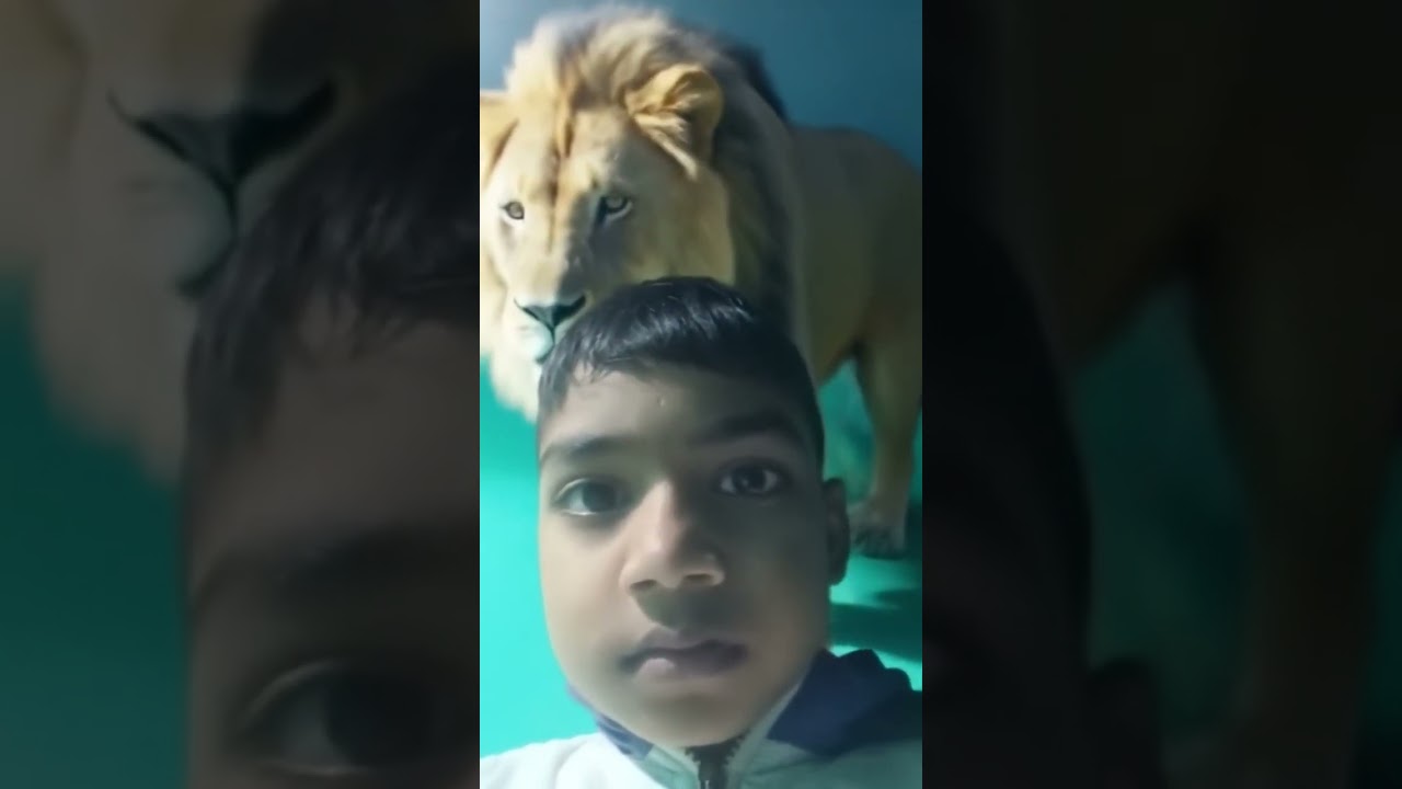 Lion filter copy video status viral status army status millions views status