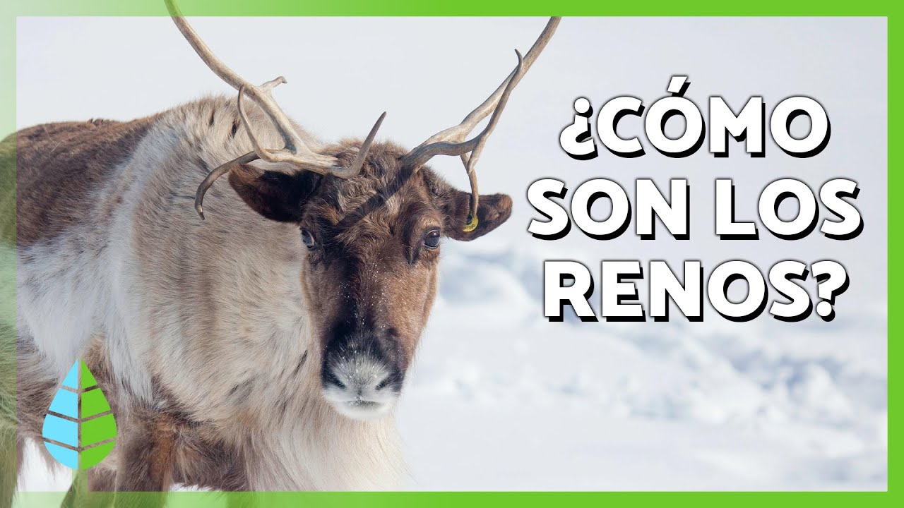 RENO o CARIB&Uacute; 🦌🫎 Caracter&iacute;sticas, d&oacute;nde vive, qu&eacute; come y a qu&eacute; amenazas de enfrenta