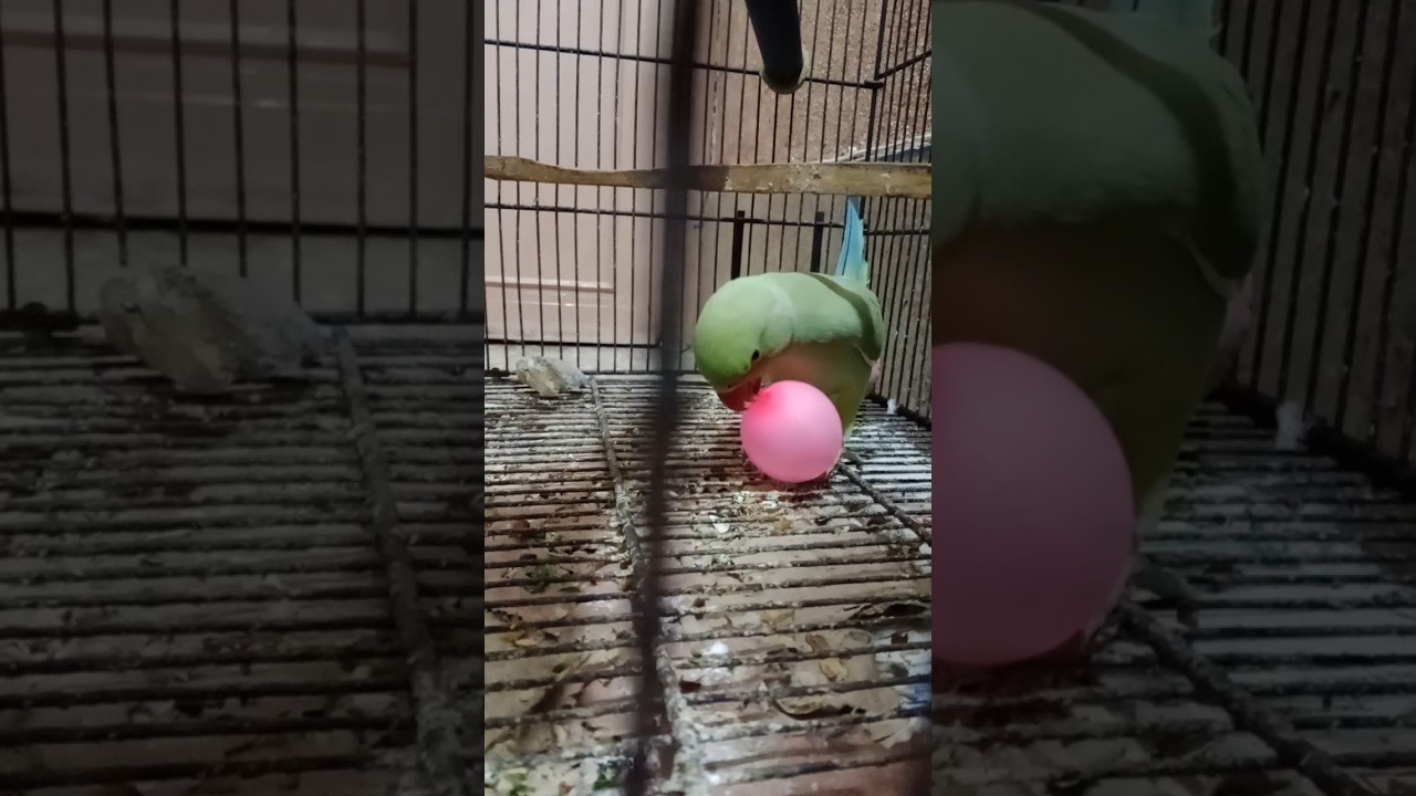 parrot play time 