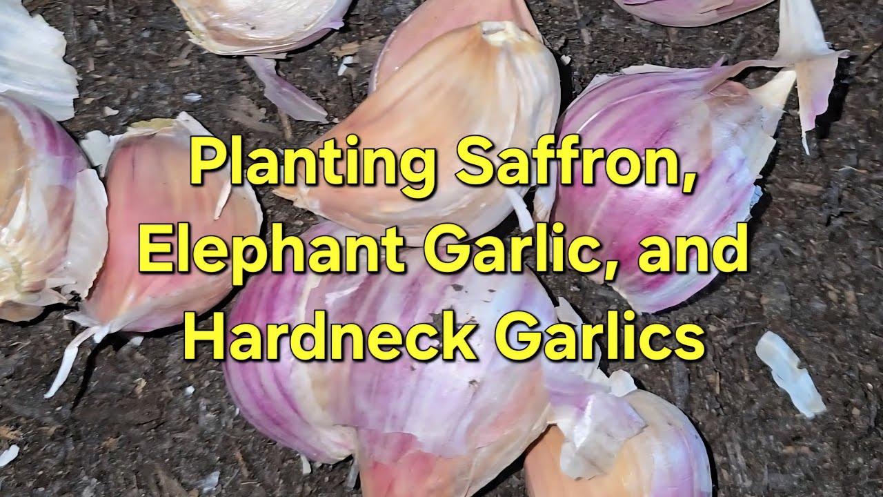 Planting Saffron, Elephant Garlic, and Hardneck Garlics