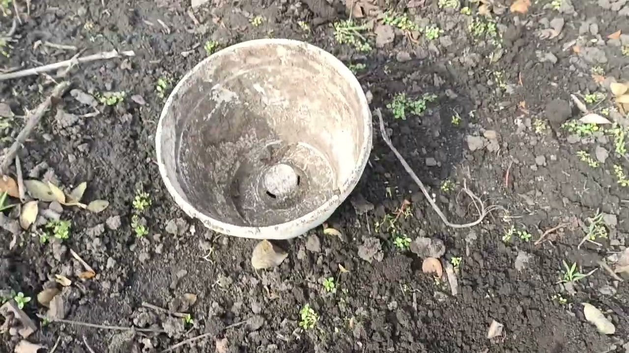 Про все і зразу!////Реанімація троянд сульфатом магнія!///🌹🌹🌹🐞🐞🐞🥰