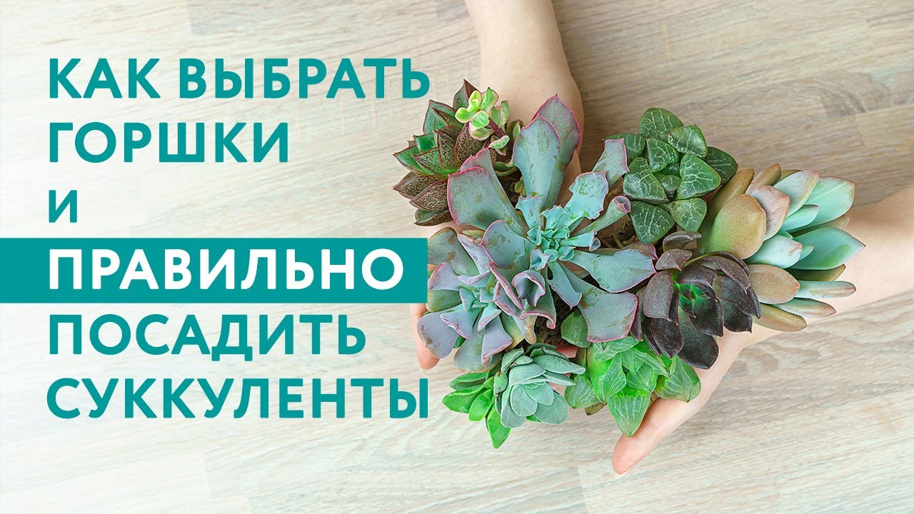 Букет суккулентов по почте: как посадить взрослые суккуленты после пересылки (сажалка-болталка)