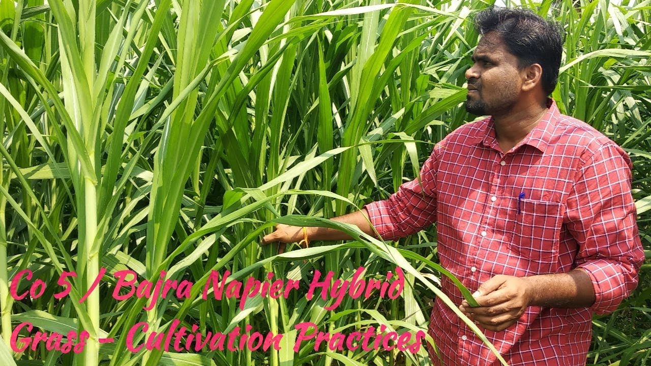 Co 5 / Cumbu Napier Hybrid Fodder Grass - Cultivation Practices, Importance & Uses in Tamil