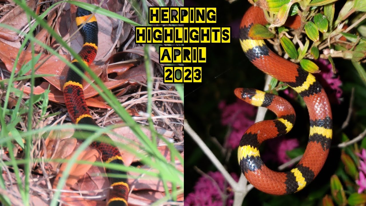Herping Central Florida - Coral Snake and Scarlet Kingsnake! - [April 2023]