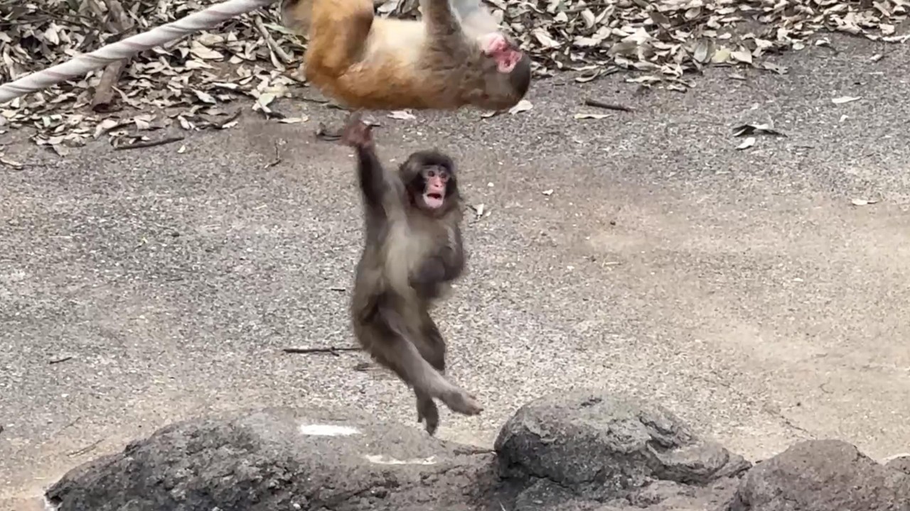 番外編 チャレンジ精神旺盛なパンチくん【2026年4月15日】【市川市動植物園】ニホンザル