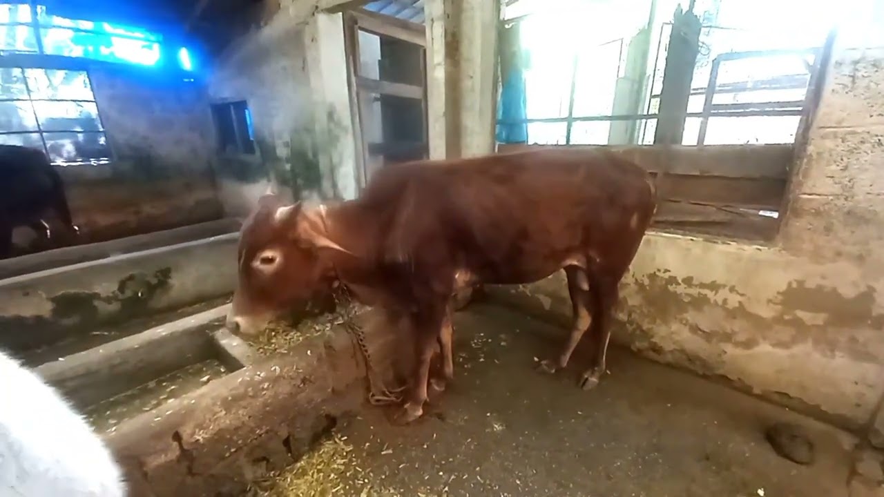 Vechur cow and bull
