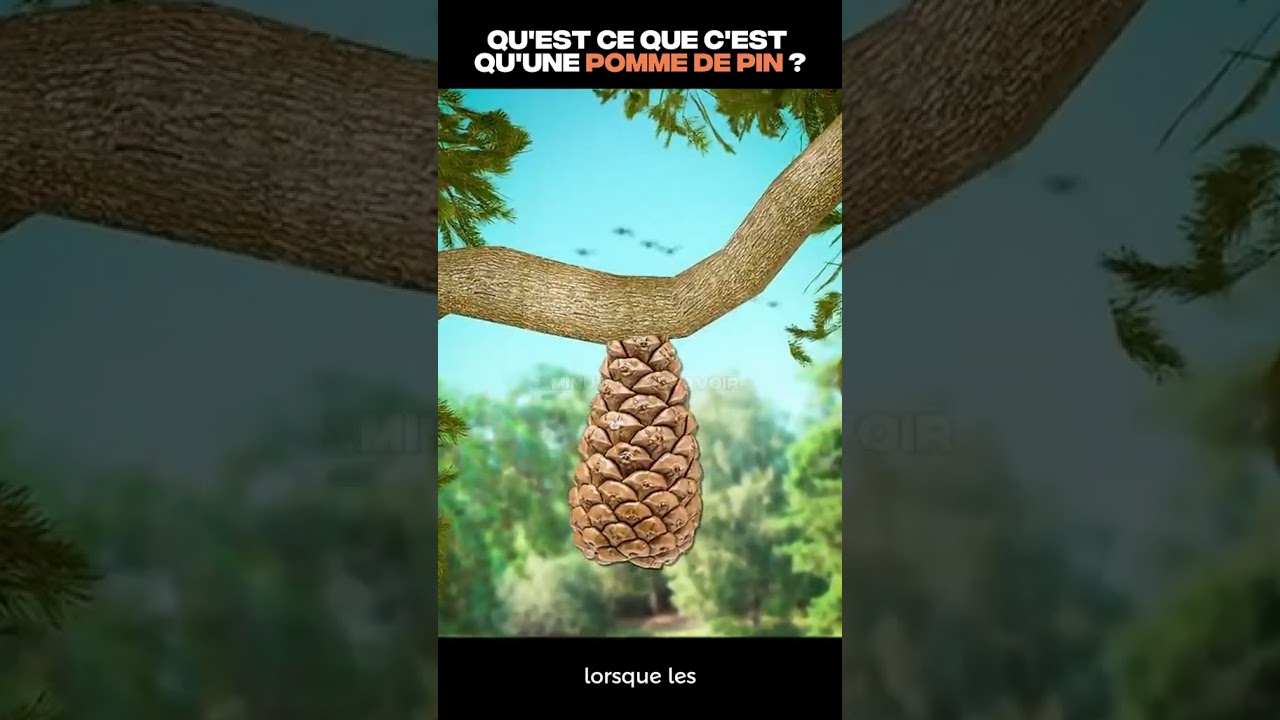 Qu'est-ce que c'est qu'une pomme de pin ? #comprendre #lesaviezvous #yt #science #botanique #savoir