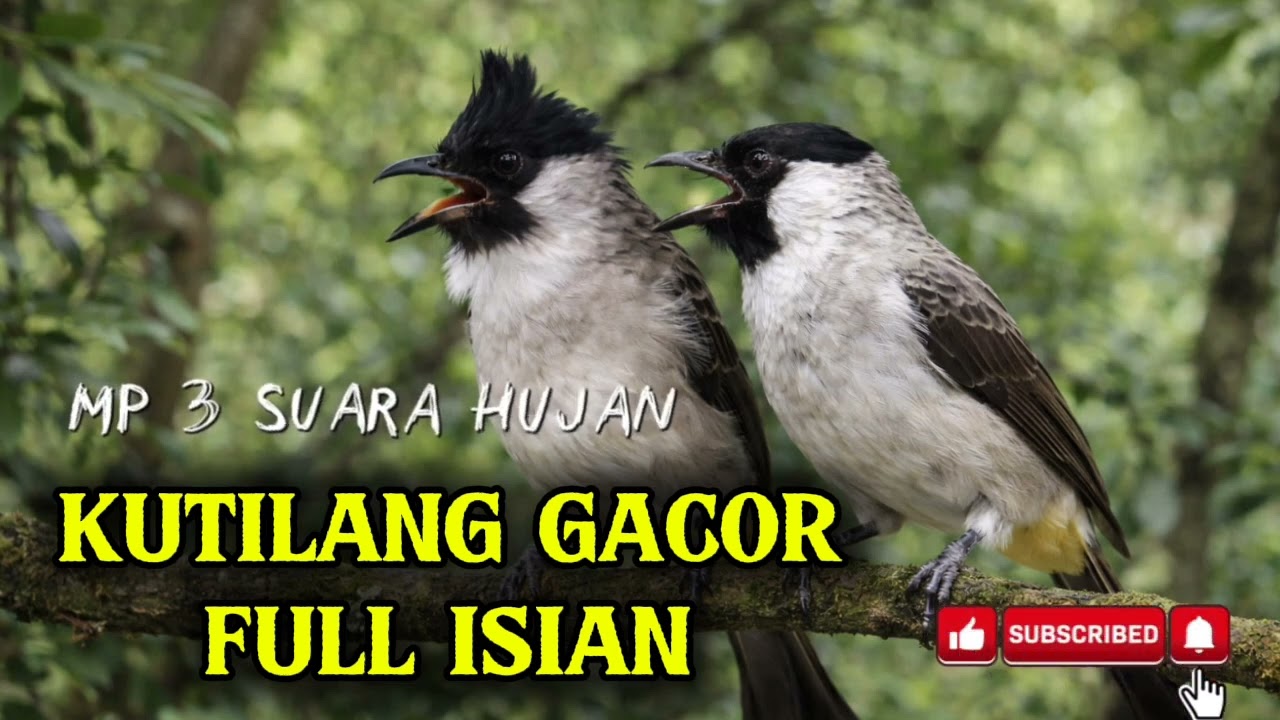 Kumpulan MP3 kicau burung kutilang full isian gacor bisa untuk masteran kutilang trotol anda