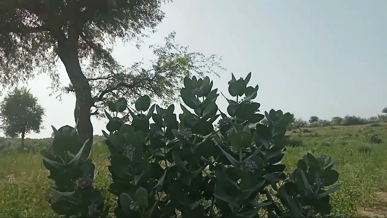 tharparkar new videos Goht Herajani asif rahimoon 2023 Marwadi song 2Thar