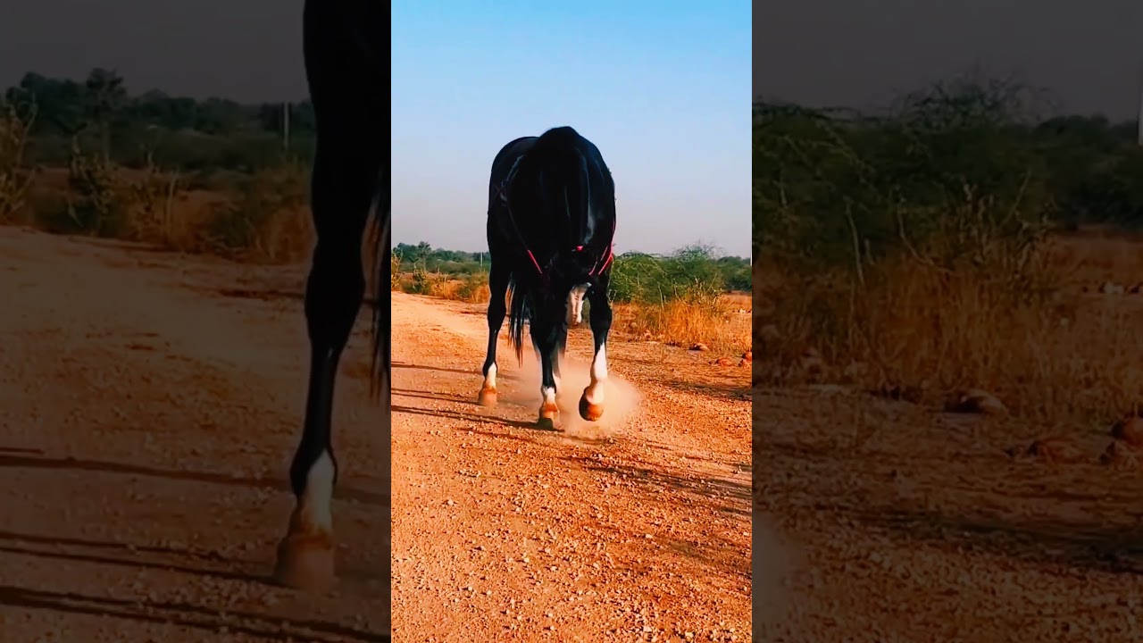 black marwari horse #shorts #shortsfeed #equestrian #marwari