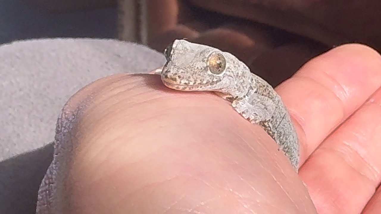 【ヤモリアル】FULL「脱皮に疲れて人の手の平で日光浴するヤモリ」 #ヤモリ #gekko