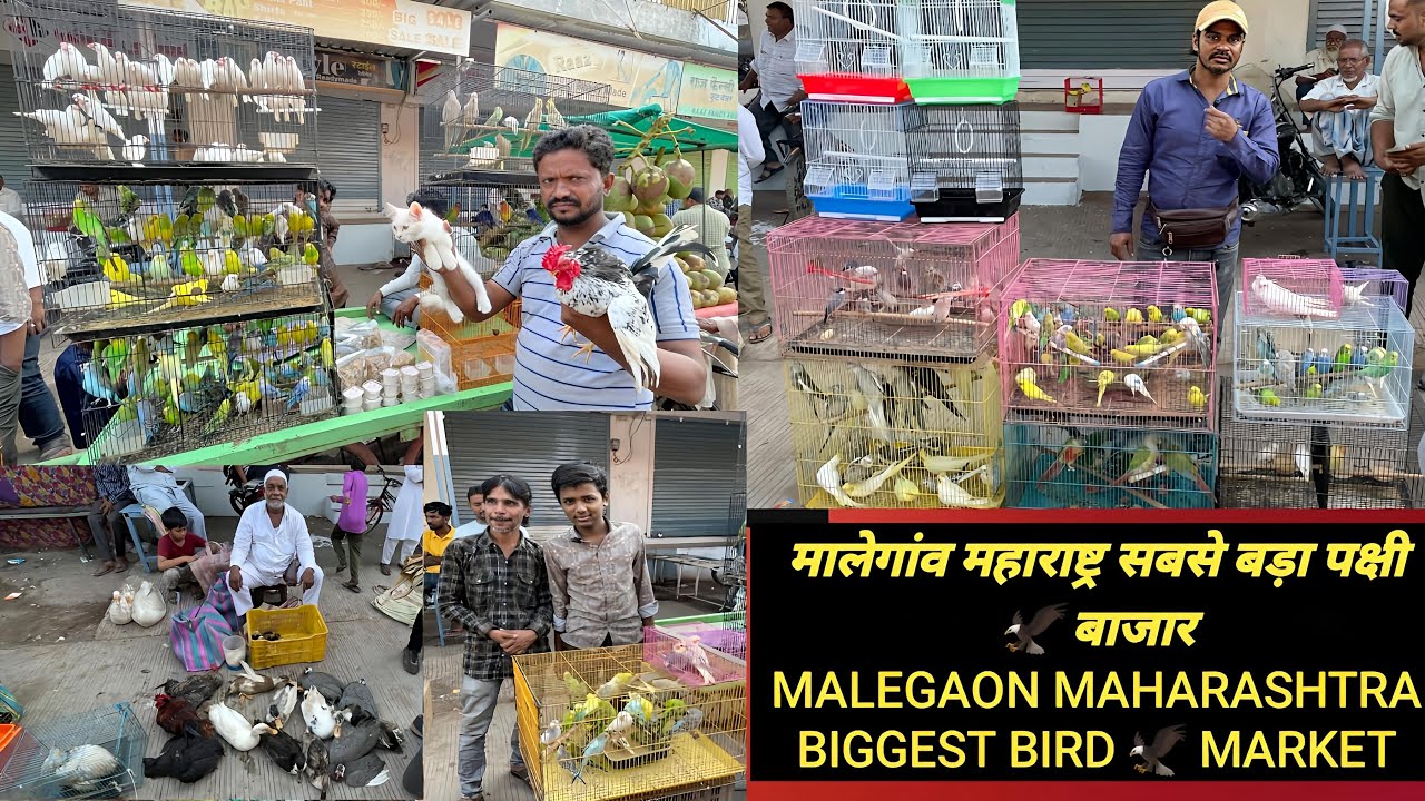 मालेगांव महाराष्ट्र सबसे बड़ा पक्षी 🦅 बाजार // MALEGAON MAHARASHTRA BIGGEST BIRD 🦅 MARKET