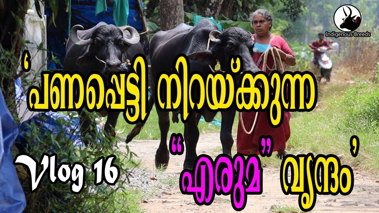 Buffalo farming || എരുമ വളര്‍ത്തല്‍ വിജയ ഗാഥ || കുട്ടനാടൻ എരുമ || എരുമ പോത്ത് വളർത്തൽ വിജയകരമാക്കാം