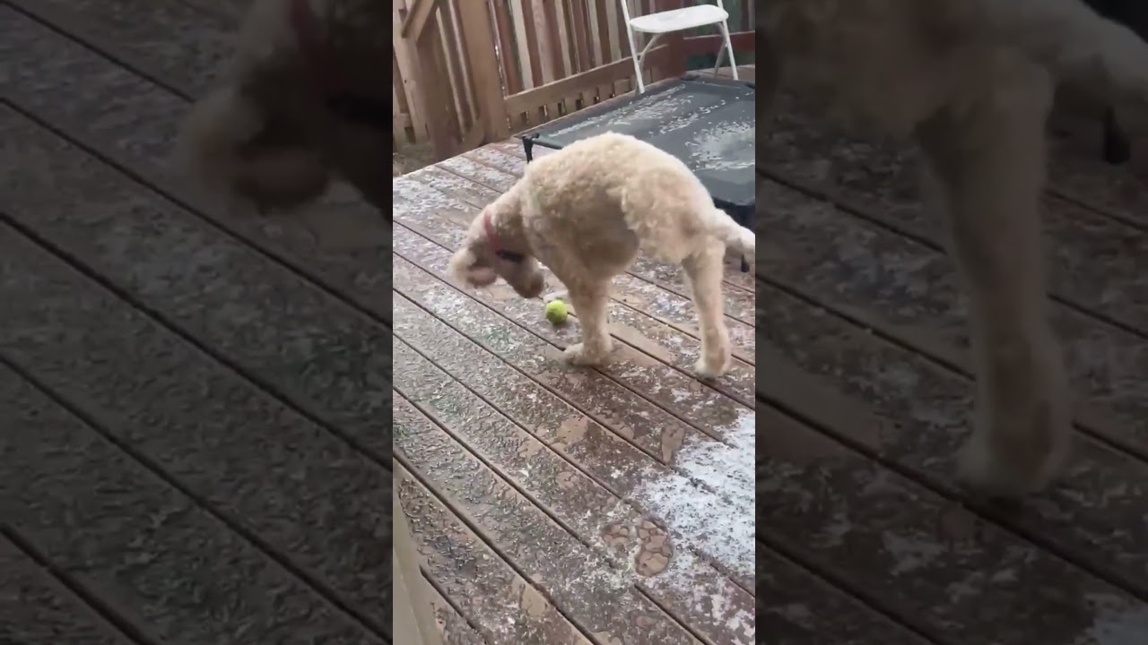 Try not to smile at these funny dogs playing in snow! 😂 ❄️ #funnydogs #funnyanimals #funnyvideos