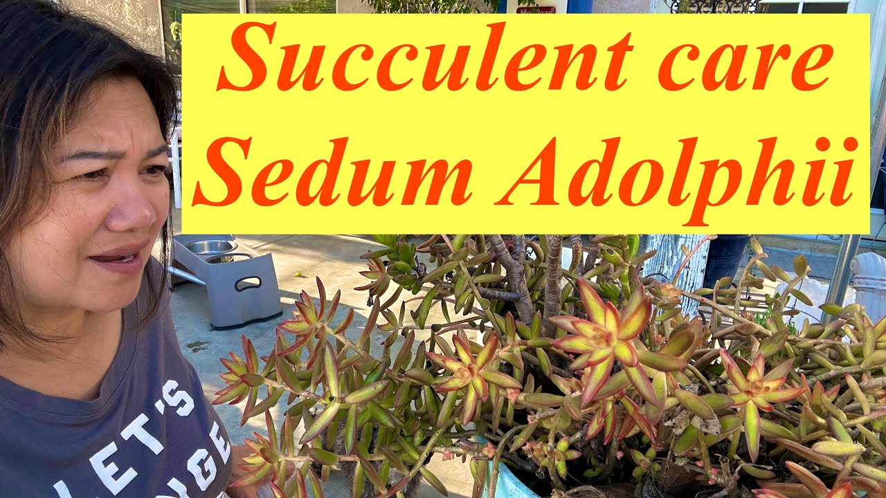 Succulent Care, Sedum Adolphii  or Sedum Firestorm, found this sedum plant in the trash