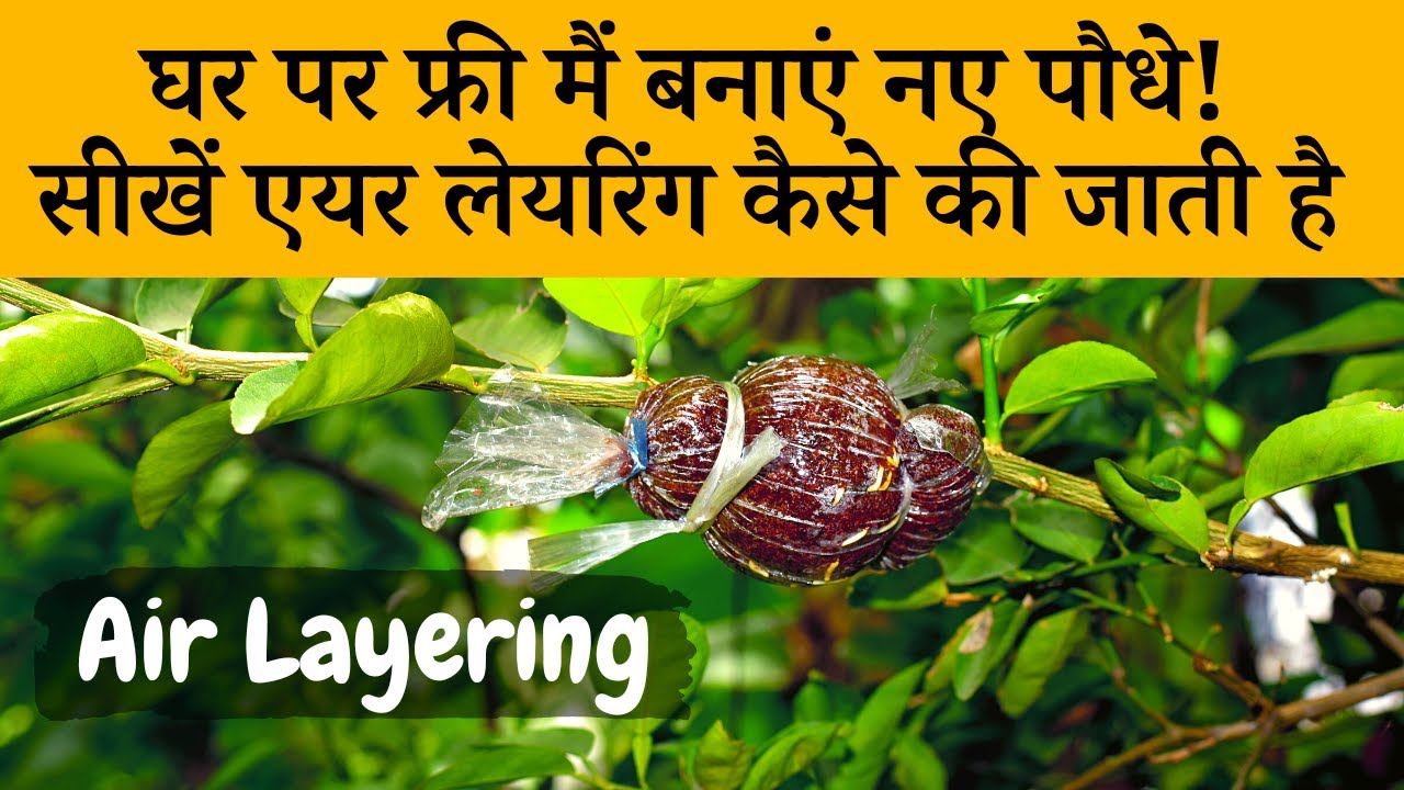 घर पर फ्री मैं बनाएं नए पौधे! सीखें एयर लेयरिंग कैसे करें | What Is Air Layering And How To Do It