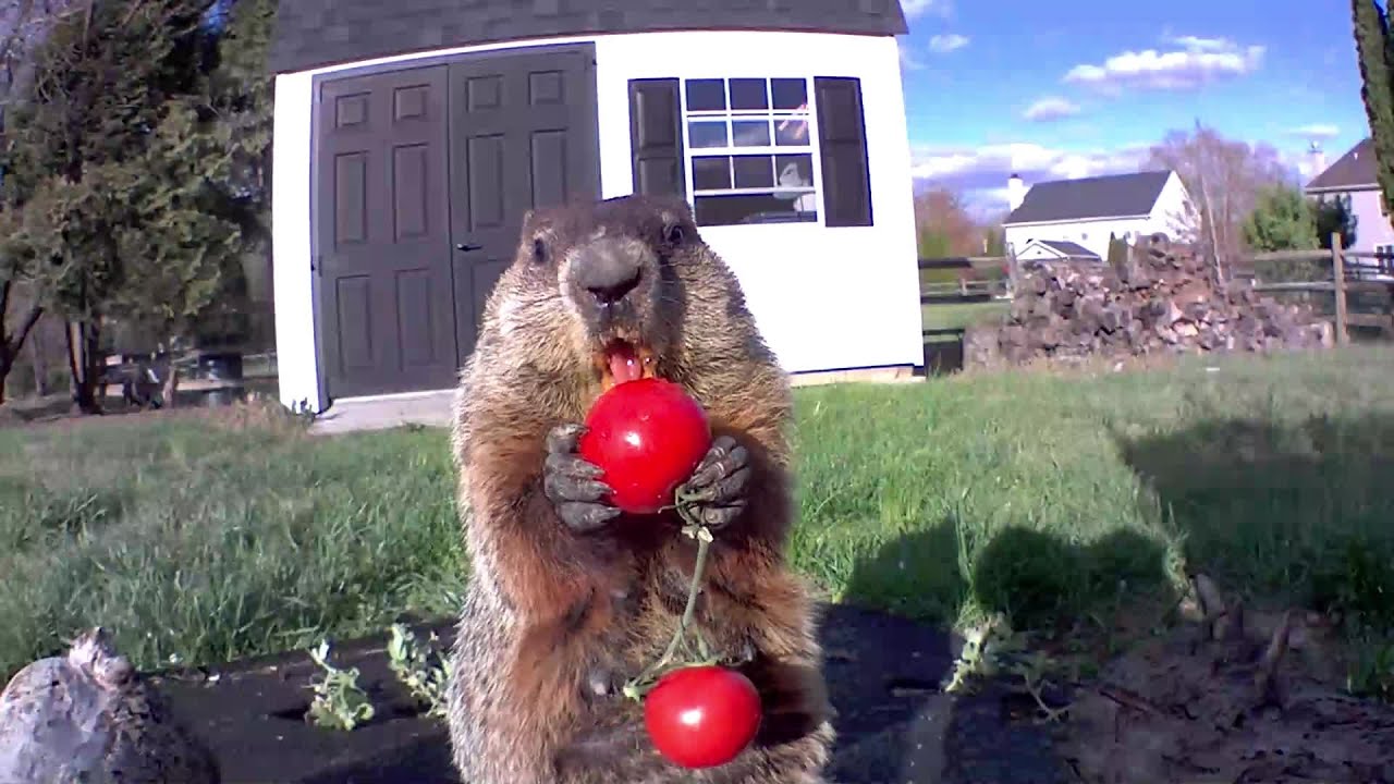 The Greatest Juicy Tomato Moments Of 2020